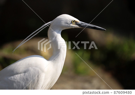 Profile of Little Egret (Egret) staring into the distance with its crests fluttering Profile of Little Egret (Egret) staring into the distance with its crests fluttering 87609480