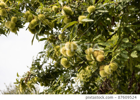 Curly chestnut 87609524