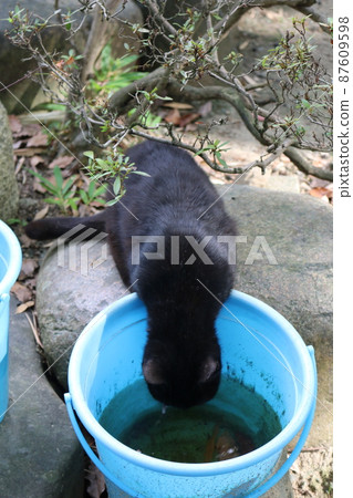 Matsuyama Ishite Temple cat Matsuyama Ishite Temple cat 87609598