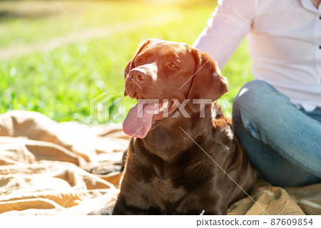 Dog with owner in the park Dog with owner in the park 87609854