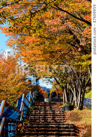 Autumn leaves in Kohoku New Town and Tsuzuki Chuo Park Autumn leaves in Kohoku New Town and Tsuzuki Chuo Park 87609959