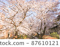 Cherry blossom trees in full bloom 87610121
