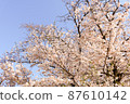 Cherry blossoms in full bloom 87610142