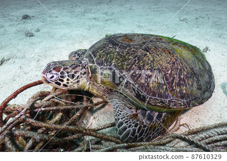 Sea turtle Sea turtle 87610329