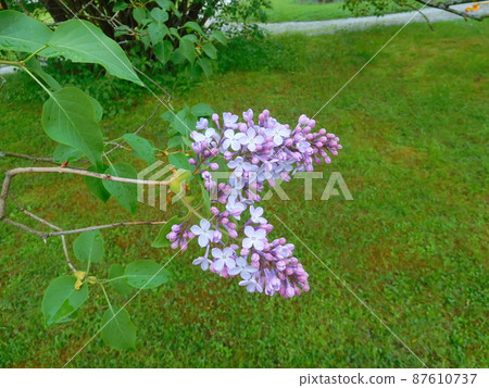 Norwegian Laerdal lilac Norwegian Laerdal lilac 87610737