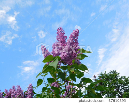 Norwegian Laerdal lilac Norwegian Laerdal lilac 87610893