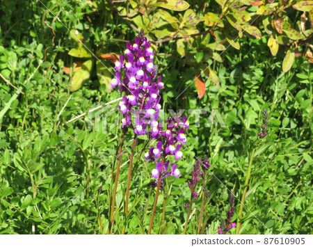 開花在春天草原的紫色線蟲 87610905