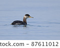 Little Grebe 87611012