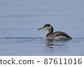 Little Grebe 87611016