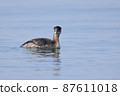 Little Grebe 87611018