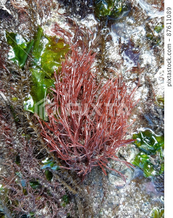 Seaweed growing on the coast 3 87611089