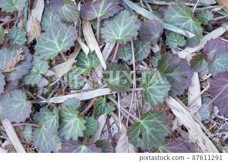 虎耳草 虎耳草 87611291