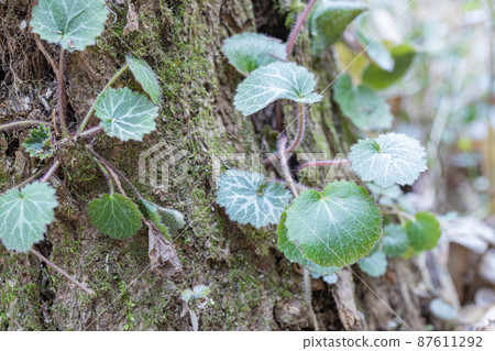 虎耳草 虎耳草 87611292