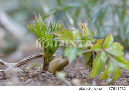 明天離開 87611782