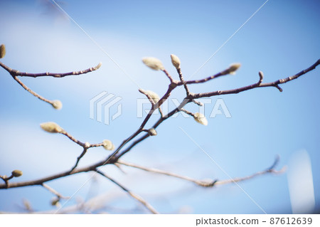 Magnolia kobus buds, old lenses 87612639