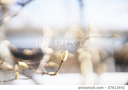 Magnolia kobus buds, old lenses Magnolia kobus buds, old lenses 87612642