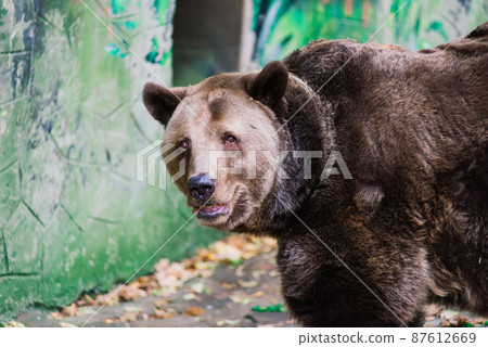 Closeup beautiful portrait of big brown bear 87612669