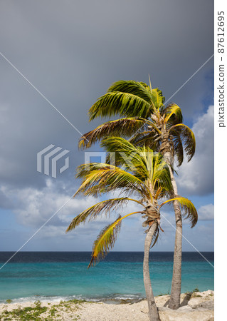 Two palm trees on the blue sky and azure sea background. Two palm trees on the blue sky and azure sea background. 87612695