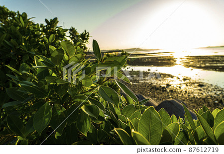 Along the coast, the morning sun in the back of the green in the morning Along the coast, the morning sun in the back of the green in the morning 87612719