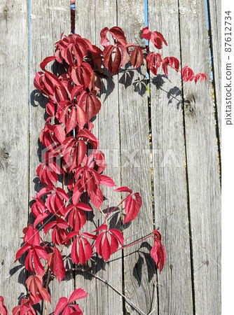 Maiden grape on wooden fence at autumn length of time Maiden grape on wooden fence at autumn length of time 87612734