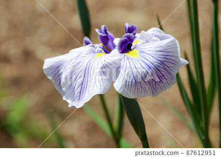 植物,自然,花卉,綠化,花園,公園,花園,花壇,盛開,花卉,樹葉,樹木,花瓣,戶外,園藝 植物,自然,花卉,綠化,花園,公園,花園,花壇,盛開,花卉,樹葉,樹木,花瓣,戶外,園藝 87612951