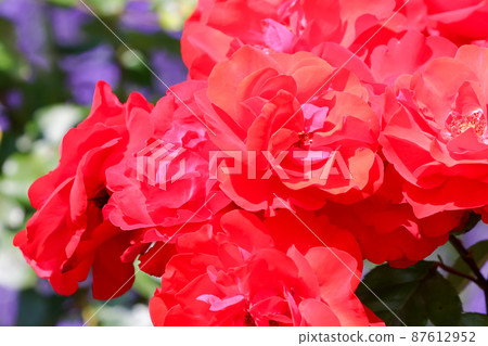 植物，自然，花卉，綠化，花園，公園，花園，花壇，盛開，花卉，樹葉，樹木，花瓣，戶外，園藝 87612952
