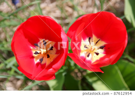植物,自然,花卉,綠化,花園,公園,花園,花壇,盛開,花卉,樹葉,樹木,花瓣,戶外,園藝 植物,自然,花卉,綠化,花園,公園,花園,花壇,盛開,花卉,樹葉,樹木,花瓣,戶外,園藝 87612954