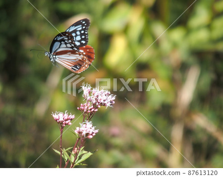 Chestnut tiger taking off 87613120