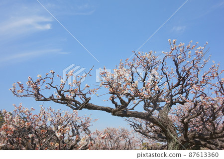 花梅樹 花梅樹 87613360