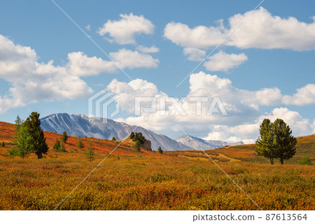 Atmospheric summer mountain landscape. Bright landscape with large mountains and a steppe of yellow dwarf birch in a light haze on a clear day under white clouds. Altai Mountains. Atmospheric summer mountain landscape. Bright landscape with large mountains and a steppe of yellow dwarf birch in a light haze on a clear day under white clouds. Altai Mountains. 87613564