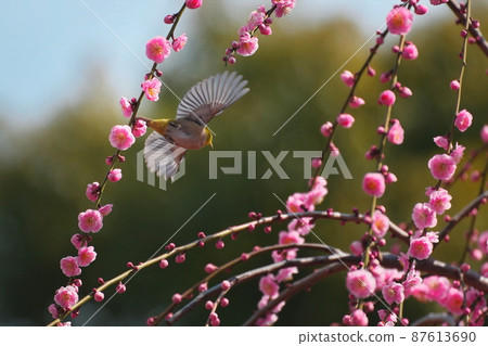 Plum and mezzo Plum and mezzo 87613690