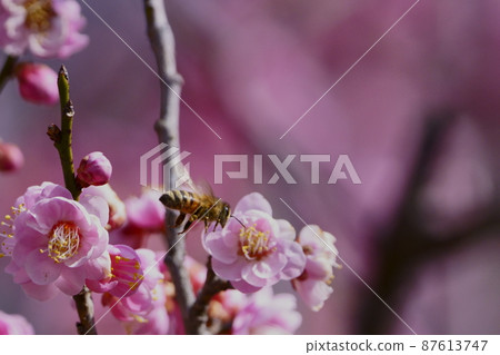 Plums and bees Plums and bees 87613747