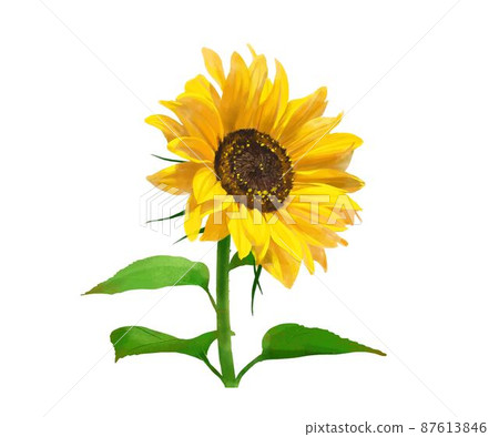 White background illustration material of beautiful sunflowers and leaves in summer 87613846