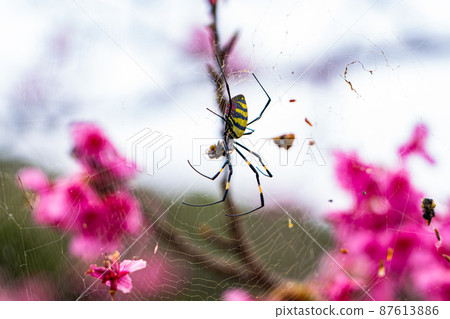 A female spider nesting in a cherry tree 87613886