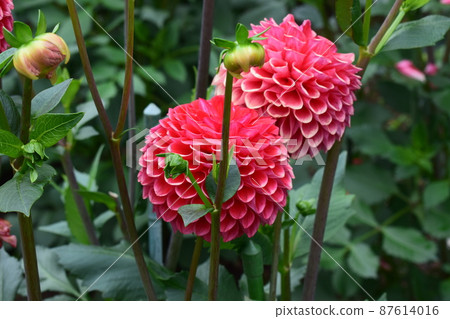 Red Dahlia Red Dahlia 87614016