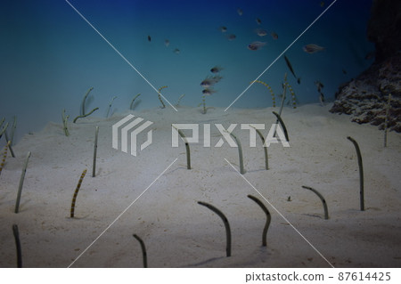 斑點花園鰻魚和小魚 斑點花園鰻魚和小魚 87614425