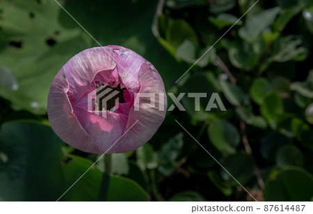 Bud of Pink fancy waterlily or lotus flower in pond with green water lily leaves background. Bud of Pink fancy waterlily or lotus flower in pond with green water lily leaves background. 87614487