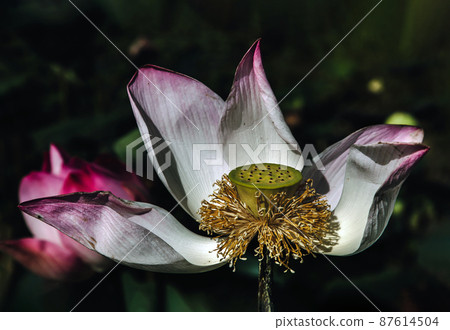 Yellow lotus stamens, Pollen, seeds, white pink lotus petals, beautiful nature in close up. 87614504