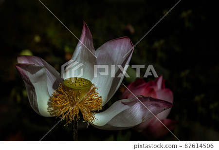 Blossoming pink fancy waterlily or lotus flower in pond with natural daylight background. Blossoming pink fancy waterlily or lotus flower in pond with natural daylight background. 87614506