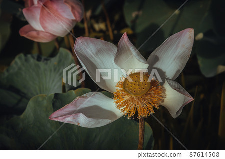 Yellow lotus stamens and white pink lotus petals of Pink fancy waterlily in pond with natural daylight background. Yellow lotus stamens and white pink lotus petals of Pink fancy waterlily in pond with natural daylight background. 87614508