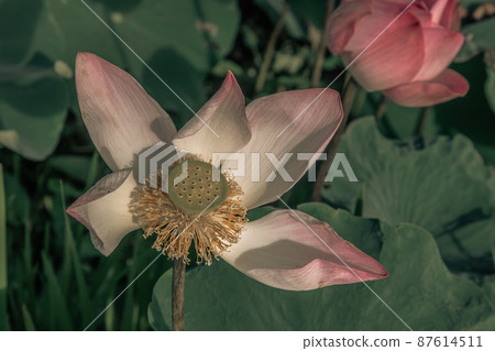 Yellow lotus stamens and white pink lotus petals of Pink fancy waterlily in pond with natural daylight background. Yellow lotus stamens and white pink lotus petals of Pink fancy waterlily in pond with natural daylight background. 87614511