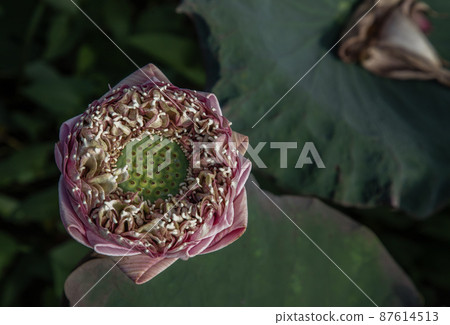 Top view of Pink fancy waterlily or lotus flower in pond with natural daylight background. Top view of Pink fancy waterlily or lotus flower in pond with natural daylight background. 87614513
