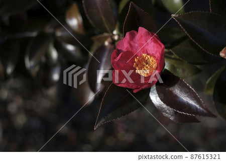Sasanqua flowers 87615321