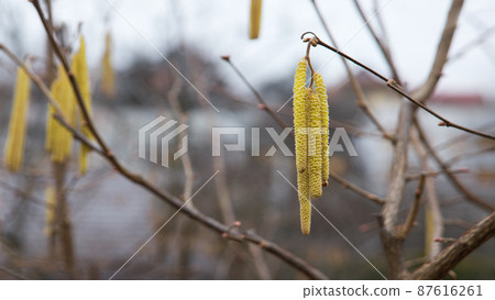 Buds on hazelnuts. Nature background Buds on hazelnuts. Nature background 87616261