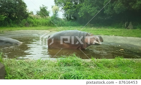Hippo coming out of the pond 87616453