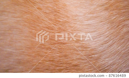 French bulldog fur texture French bulldog fur texture 87616489