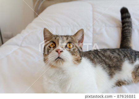 Brown Striped Scottish Fold Kitten, the Cute cat sleeps, Scottish Fold 87616881