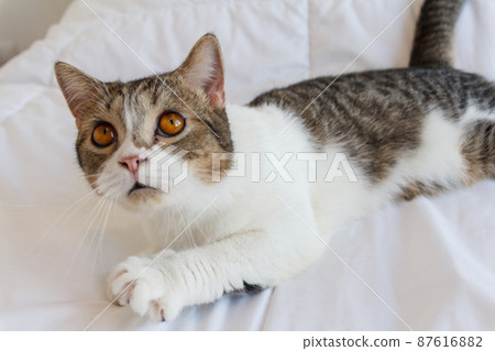 Brown Striped Scottish Fold Kitten, the Cute cat sleeps, Scottish Fold 87616882