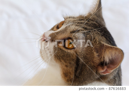 Brown Striped Scottish Fold Kitten, the Cute cat sleeps, Scottish Fold Brown Striped Scottish Fold Kitten, the Cute cat sleeps, Scottish Fold 87616883