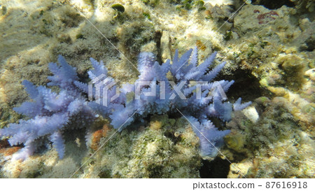 Okinawa sea Light purple coral 87616918